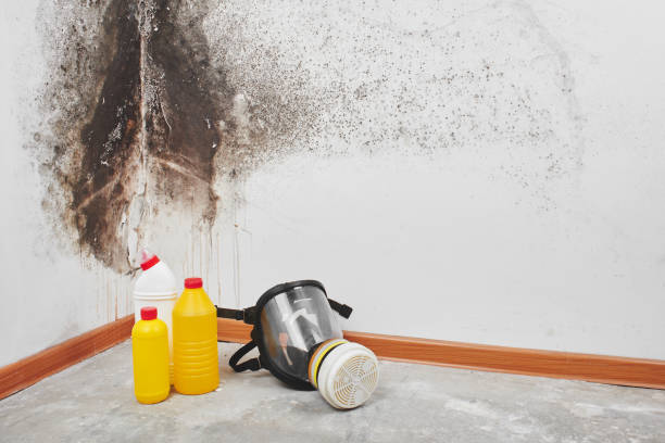 Best Localized Mold Remediation (e.g., coastal areas, humid climates) in Gateway, AK