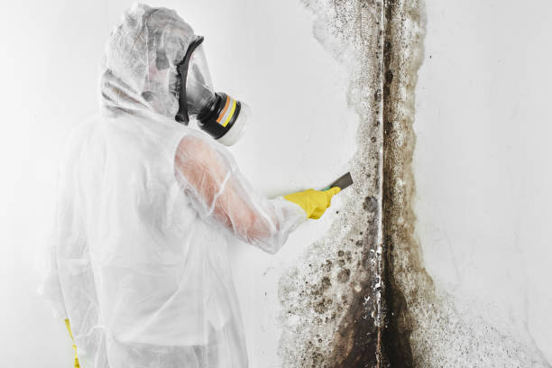 Professional Mold Remediation in Gateway, AK
