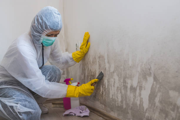 Best Emergency Mold Remediation in Gateway, AK