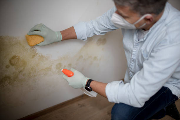 Best Basement Mold Remediation in Gateway, AK