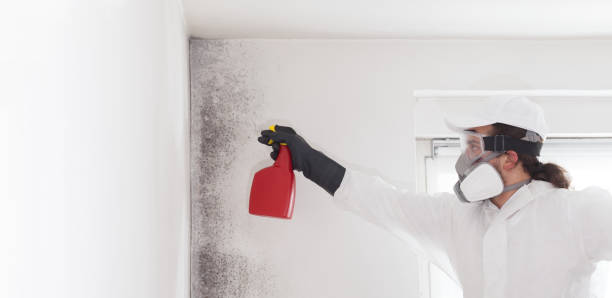 Best Black Mold Remediation in Gateway, AK